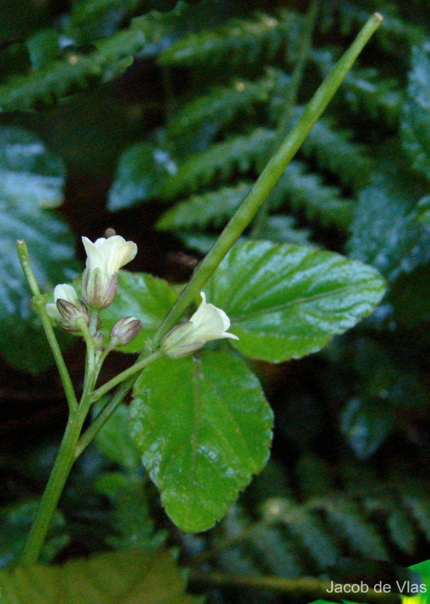 Cardamine